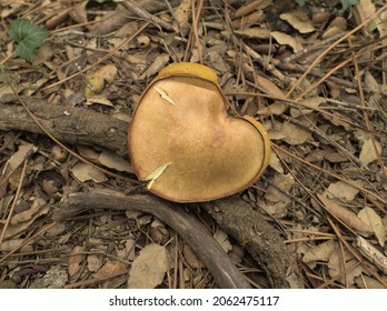 Xerocomus Heart Shaped Mushroom. A Beautiful Mushroom With An Unusual Shape. Heart. Xerocomus. Suillus. Boletales