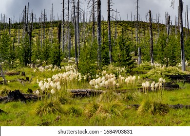 Xerophyllum Tenax, Common Name Of Bear Grass, Old Time Name Was 