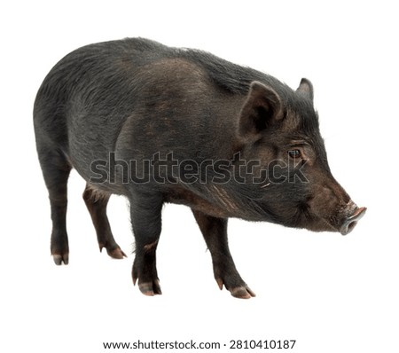 Xiang Pig Single Xiang Pig In A Front Three Qu Isolated On White Background