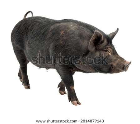 Xiang Pig Single Xiang Pig In A Front Three Qu Isolated On White Background