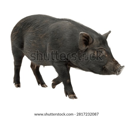 Xiang Pig Single Xiang Pig In A Front Three Qu Isolated On White Background