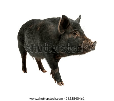 Xiang Pig Single Xiang Pig In A Front Three Qu Isolated On White Background
