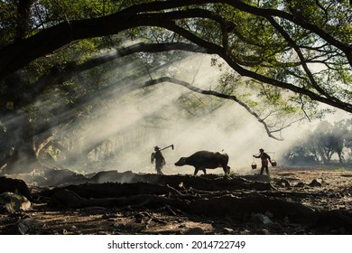 630 Buffalo under tree Images, Stock Photos & Vectors | Shutterstock