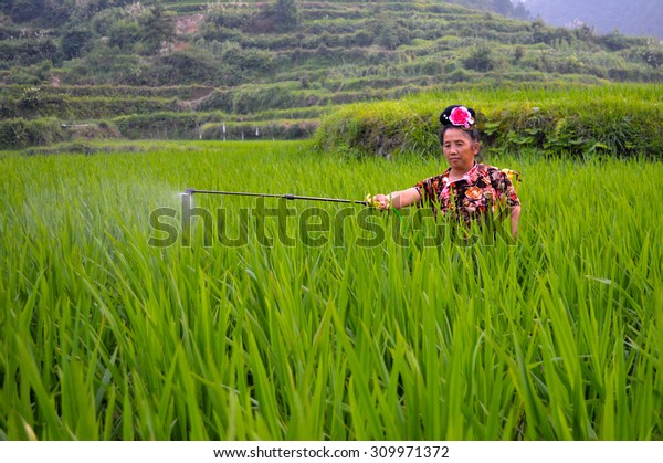 XIJIANG, GUIZHOU, CHINA - JUL, 9,\
2015 -  China agriculture - A Chinese peasant woman from the Miao\
minority sprays pesticides in a rice field of rural\
China