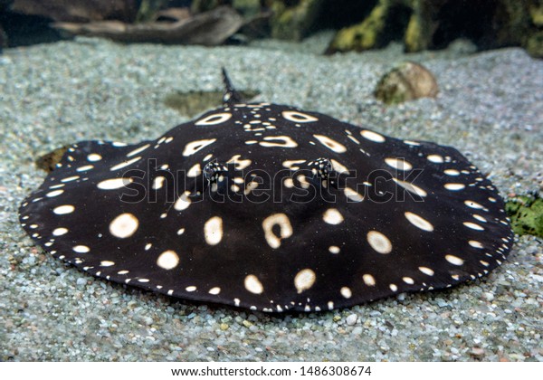 Xingu River Ray Whiteblotched River Stingray の写真素材 今すぐ編集