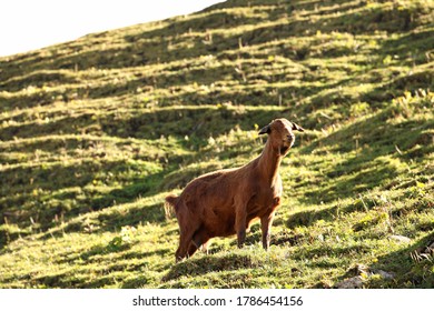 Xinjiang, China / Aug 31 2019: Goat On Mountain.