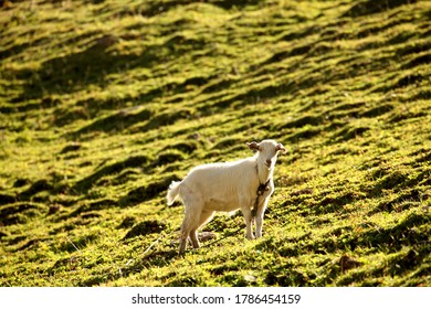 Xinjiang, China / Aug 31 2019: Goat On Mountain.