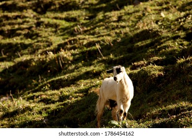 Xinjiang, China / Aug 31 2019: Goat On Mountain.