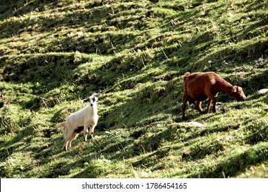 Xinjiang, China / Aug 31 2019: Goat And Cow On Mountain.