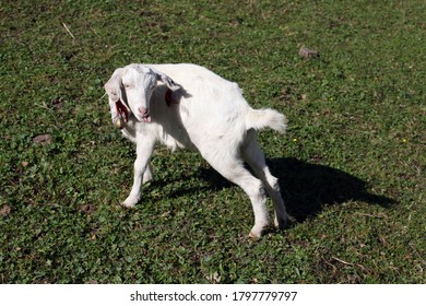 Xinjiang / China - White Goat On Grass Field. 