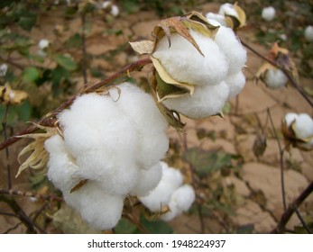 Xinjiang Cotton In Turpan, China