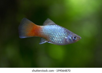 Xiphophorus Maculatus Blue Coral Platy Stock Photo 199064870 | Shutterstock