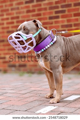 XL Bully wearing a muzzle 