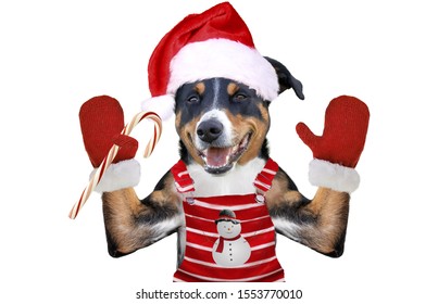 犬 イラスト ぶち 模様 の写真素材 画像 写真 Shutterstock