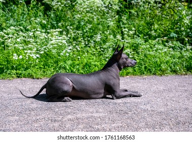 Xoloitzcuintle (Mexican Hairless Dog) Lying Down On Pathway  Side View  Summer Day With Wild Flowers Nature Background
