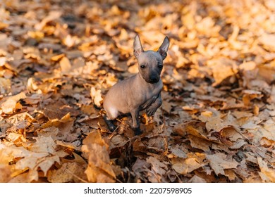 Xoloitzcuintli Dog In The Autumn Park In The Foliage