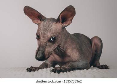 Xoloitzcuintli Puppy Studio
