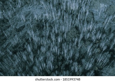 X-ray Of A Birch Forest. Night Vision Of Tree Trunks. Forest In The Night