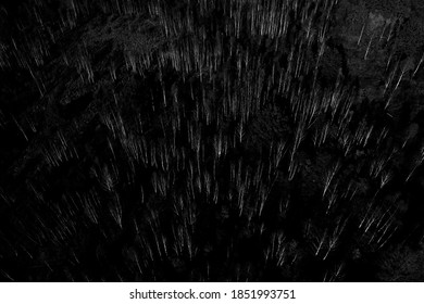 X-ray Of A Birch Forest. Night Vision Of Tree Trunks. Forest In The Night