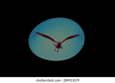 X-ray Bird And Egg