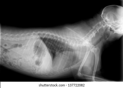 X-ray Of The Chest,neck And Abdomen Of A Dog