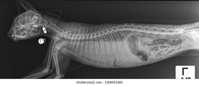 what is a diaphragmatic hernia in dogs