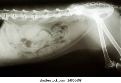 Xray Of A Dog