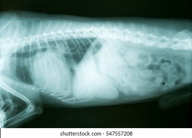 Xray Of Dog