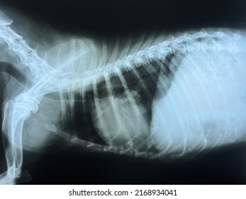 X-ray Dog Chest Found A Dilatation Of The Heart.