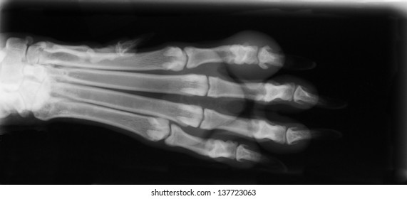 X-ray Of Dog Foot