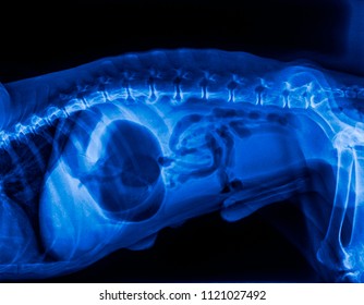 how common is gdv in dogs