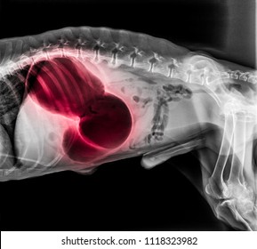 X-ray Of Dog Lateral View Red Highlight In Gastric Dilatation Volvulus Or Stomach Twists-Double Bubble Pattern Indicates Stomach Torsion Has Occurred-Veterinary Medicine And Veterinary Anatomy Concept