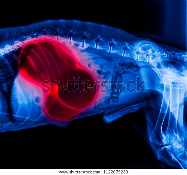 X-ray of dog lateral view red highlight in gastric\
dilatation volvulus- stomach twists-double bubble pattern indicates\
stomach torsion has occurred- Veterinary medicine- Veterinary\
anatomy- blue color