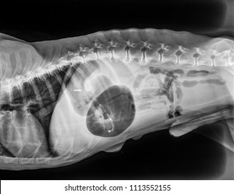 X-ray Of Dog Lateral View With Gastric dilatation Volvulus “GDV” Or Stomach Twists- Double Bubble Pattern Indicates Stomach Torsion Has Occurred-Veterinary Medicine And Veterinary Anatomy Concept.