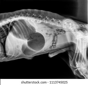 X-ray Of Dog Lateral View With Gastric dilatation Volvulus “GDV” Or Stomach Twists- Double Bubble Pattern Indicates Stomach Torsion Has Occurred-Veterinary Medicine And Veterinary Anatomy Concept.