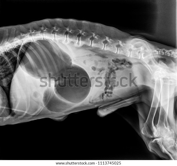 Xray Dog Lateral View Volvulus Stomach Stock Photo (Edit Now) 1113745025