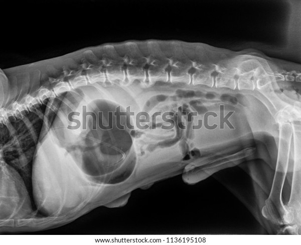 X-ray of dog lateral view with\
Gastric dilatation volvulus “GDV” or stomach twists- Double bubble\
pattern indicates stomach torsion has occurred-Veterinary medicine\
and Veterinary anatomy\
Concept.