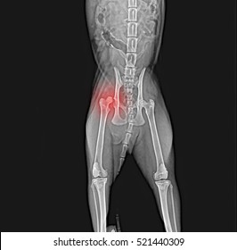 X-ray Of Dog Pelvis. Dislocation Head  Femur Thigh Bone