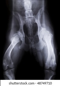 X-ray Of A Dog With Severe Hip Dysplasia
