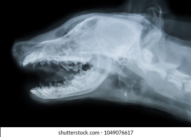 X-ray of dog skull