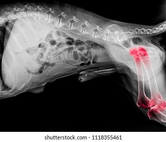 X-ray Film Of Dog Lateral View With Red Highlight In Hip And Knee Joint Pain Areas Or Joint Dysplasia Dog- Veterinary Medicine- Veterinary Anatomy Concept