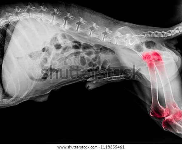X-ray film of dog lateral view with red\
highlight in hip and knee joint pain areas or joint dysplasia dog-\
Veterinary medicine- Veterinary anatomy\
Concept