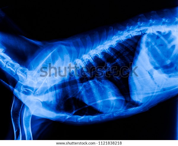x-ray film of dog lateral view\
closed up in thorax standard and abdomen with gastric in stomach-\
veterinary medicine and Veterinary anatomy concept -blue tone\
color