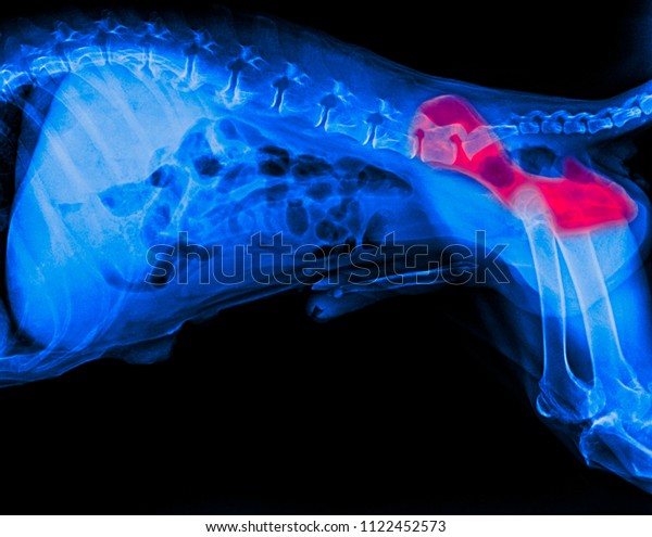 X-ray film of dog lateral view\
with red highlight in the hip bone pain area or hip dysplasia dog-\
veterinary medicine- veterinary anatomy concept- blue tone\
color