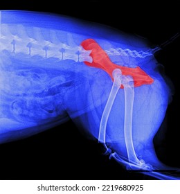 X-ray film of pelvis dog lateral view with red highlight on hip bone pain area or hip dysplasia- veterinary medicine and veterinary anatomy concept-blue tone color - Shutterstock ID 2219680925