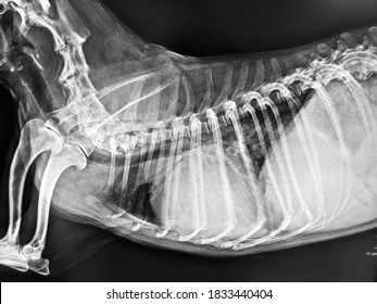 Xray Film Thorax Of Old Sick Dog Dry Cough Panting And Difficult Breathing, Show Cardiomegaly And Pulmonary Edema, Canine Cardiorespiratory Disease, Heart Failure And Cervical Spondylitis Spondylosis