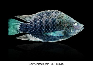 X Ray Fish Images Stock Photos Vectors Shutterstock