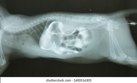 X-ray Found Urinary Bladder And Urethra Rupture.