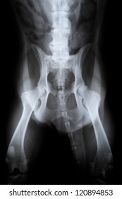 X-ray Hip Dysplasia Dog