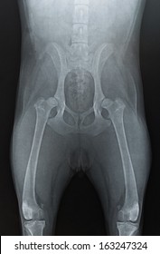 X-ray Of Hip Dysplasia Dog (8 Months Old Puppy) Showing Subluxation On Both Hips.